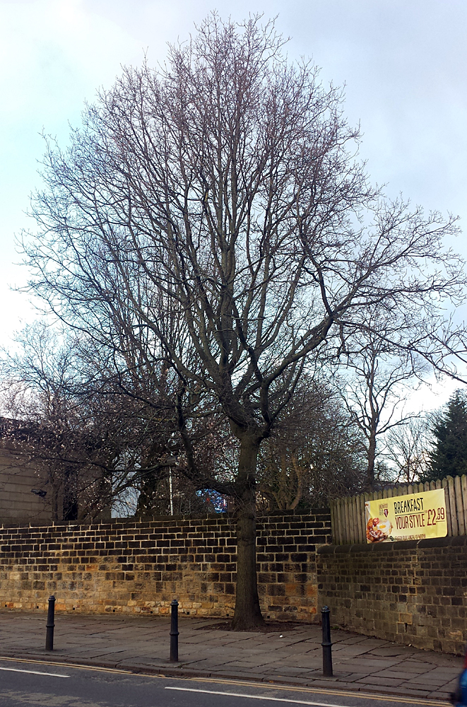 Shire Oak tree